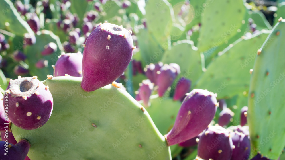 Detail of cactus Opuntia ficus indica (fig opuntia, pricky pear, Barbary fig) with purple ripe fruits, in Dalmatia, Croatia Detail of cactus Opuntia ficus indica (fig opuntia, pricky pear, Barbary fig) with purple ripe fruits, in Dalmatia, Croatia