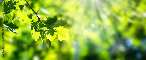 isolated oak leaf in springtime illuminated from sunlight on blurred spring background, closeup of green branch of foliage, natural springtime concept