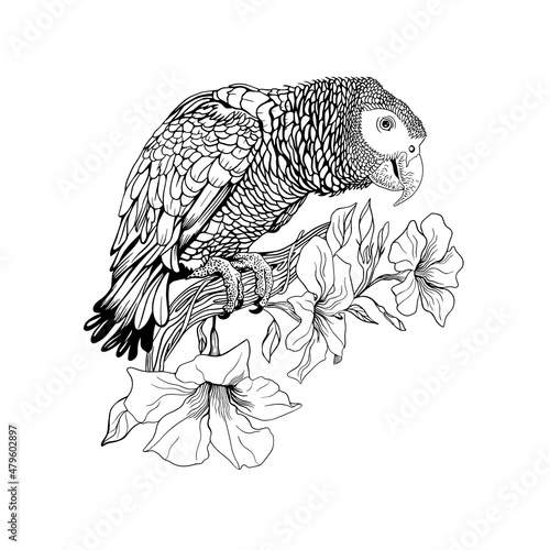contour for coloring, a parrot sits on a branch of a blossoming liana