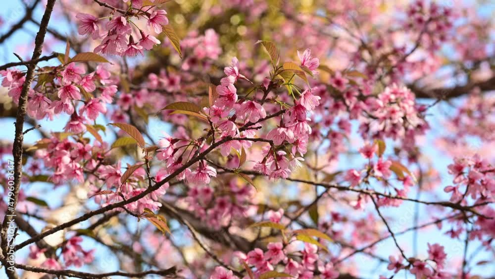 Close-up of blossoming pink Wild Himalayan cherry flowers (Thailand's sakura or Prunus cerasoides), known as Nang Phaya Sua Khrong in Thai at Phu Lom Lo mountain, Loei, Thailand Close-up of blossoming pink Wild Himalayan cherry flowers (Thailand's sakura or Prunus cerasoides), known as Nang Phaya Sua Khrong in Thai at Phu Lom Lo mountain, Loei, Thailand