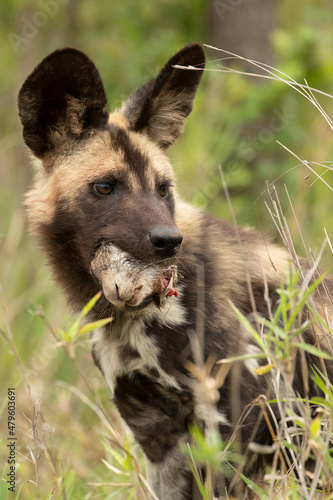 African wild dog portrait with rabbit head in mouth