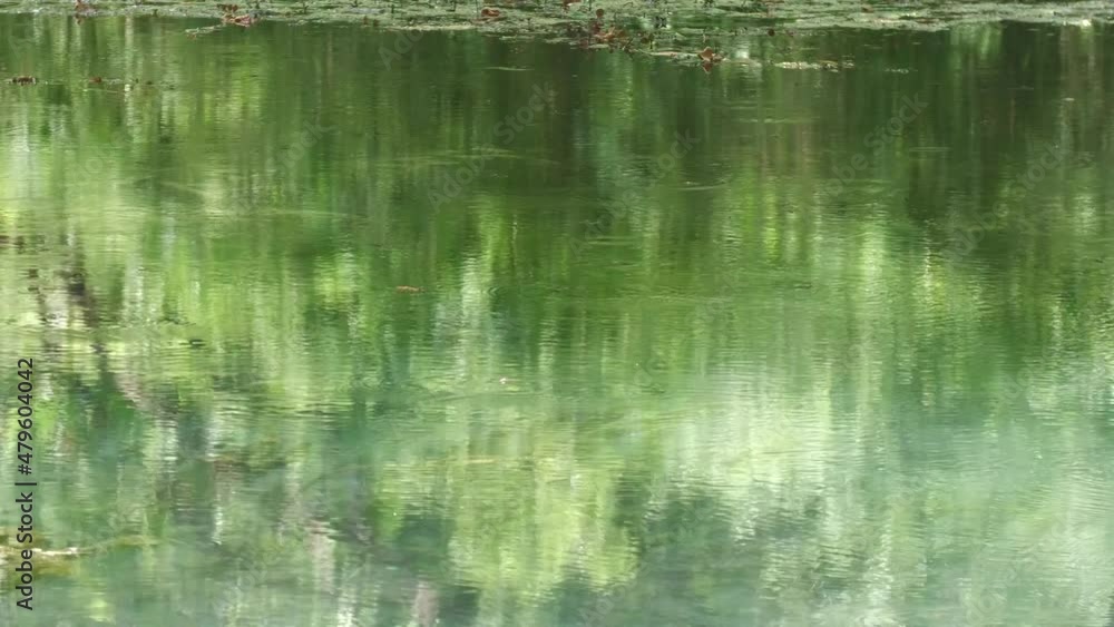 Steady shot of a pool of water with ripples created by floating insects Steady shot of a pool of water with ripples created by floating insects