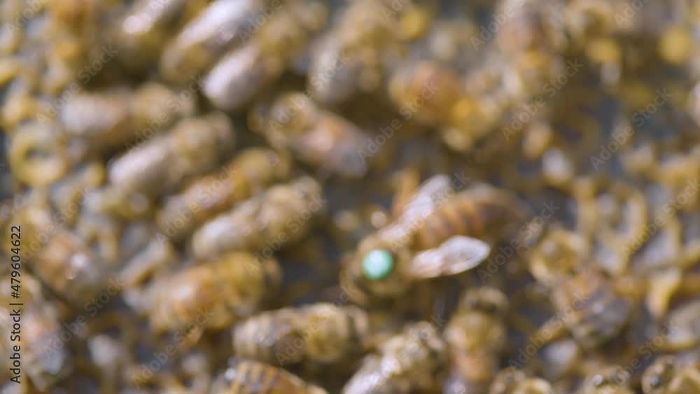 The beekeeper Takes A Frame Of Honeycombs From The Hive. Industrial Bee Apiary. The beekeeper Takes A Frame Of Honeycombs From The Hive. Industrial Bee Apiary.
