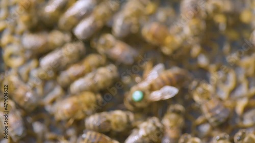 The beekeeper Takes A Frame Of Honeycombs From The Hive. Industrial Bee Apiary.