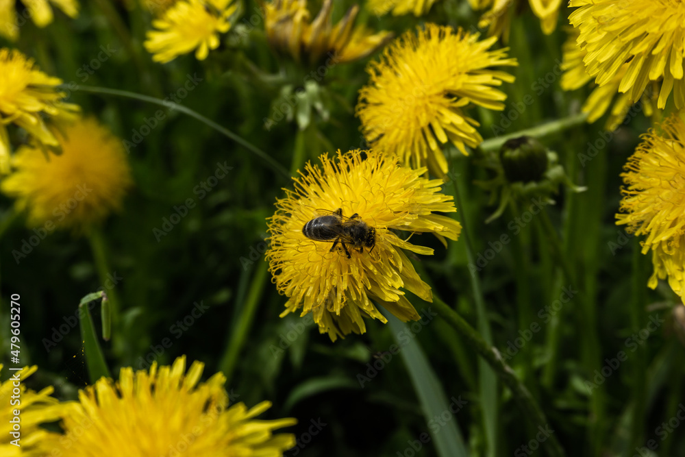Fototapeta premium Beautiful flowers of yellow dandelions in nature in warm summer or spring on meadow. Dreamy artistic image of beauty of environment.
