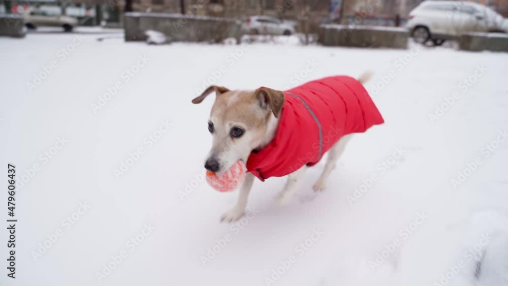 Adorable small dog running in a circle with orange ball teeth. Warm red winter coat. Active snow cold season snow walk with pet. Winter daytime weekend walk. Happy playful Jack Russell terrier jumping Adorable small dog running in a circle with orange ball teeth. Warm red winter coat. Active snow cold season snow walk with pet. Winter daytime weekend walk. Happy playful Jack Russell terrier jumping