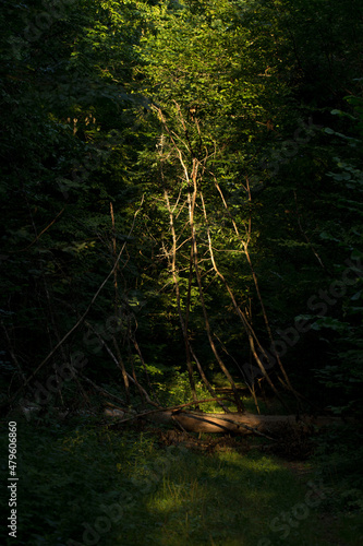Fototapeta Naklejka Na Ścianę i Meble -  The sun is in the forest, a spot of light under the canopy of foliage