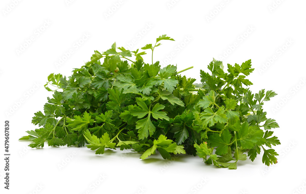 Bunch of green parsley. Bunch of green parsley.