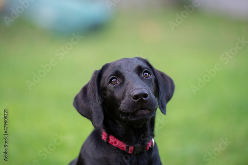 Portrait of a cute black purebred labrador retriever puppy