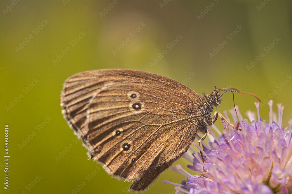 Obraz premium nature, macro