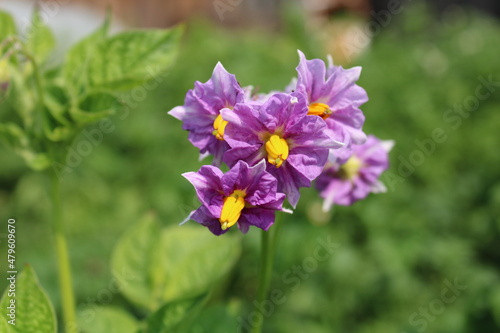 flowers in the garden