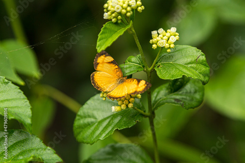 close de uma linda borboleta laranja pousada em pequenos botões de flores brancas com folhagens verdes ao fundo  photo