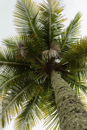 vista de baixo para cima das folhas do topo de um coqueiro 