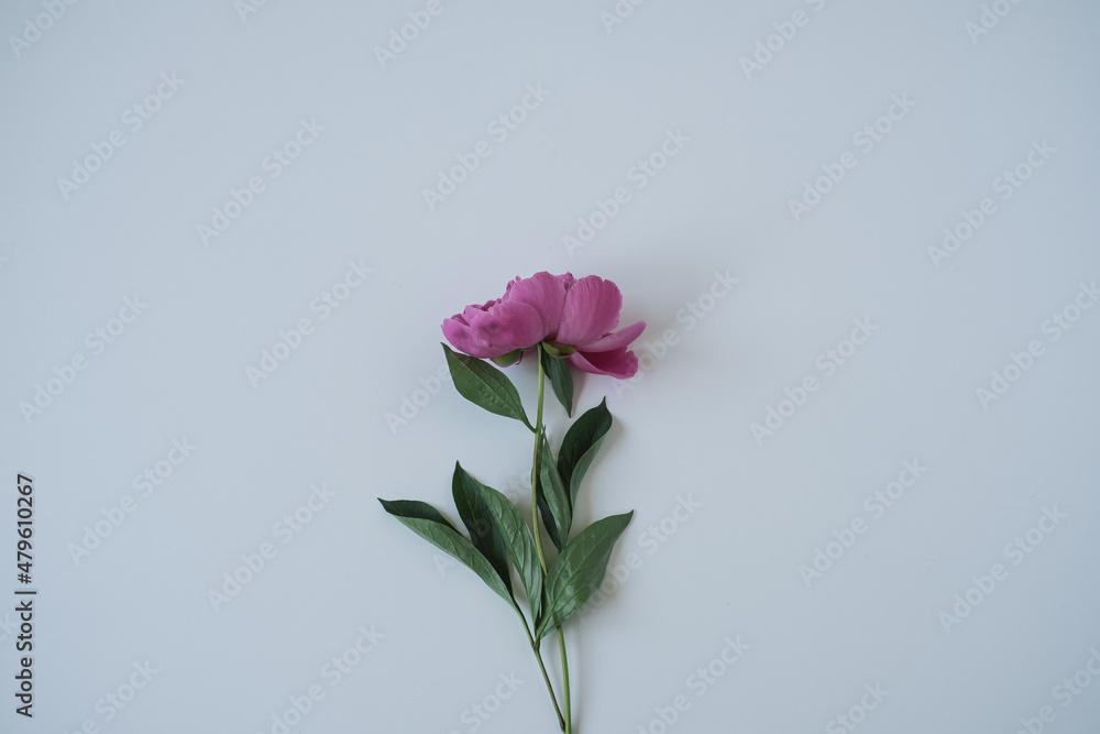 Elegant pink peony flower on neutral blue background. Flat lay, top view delicate aesthetic minimalist floral composition Elegant pink peony flower on neutral blue background. Flat lay, top view delicate aesthetic minimalist floral composition