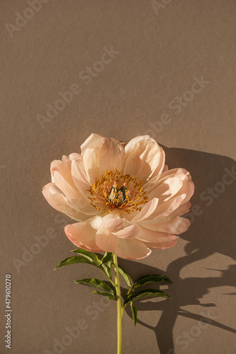 Gentle elegant peony flower with sunlight shadows. Aesthetic bohemian floral composition © Floral Deco