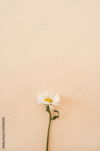 Fényképezés Chamomile daisy flower on pastel neutral peach background