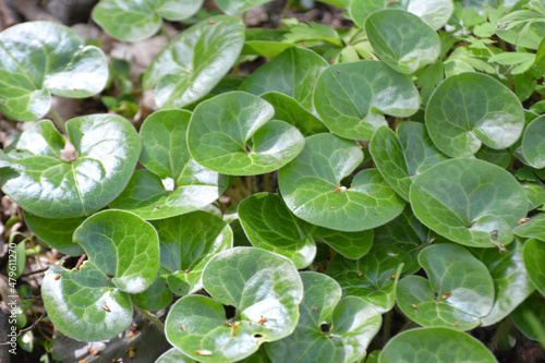 Asarum europaeum grows in the forest photo