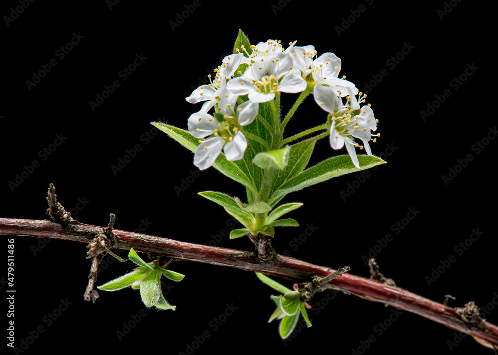 Obraz premium Blooming flowers of white Spirea bush isolated on white background, close-up.