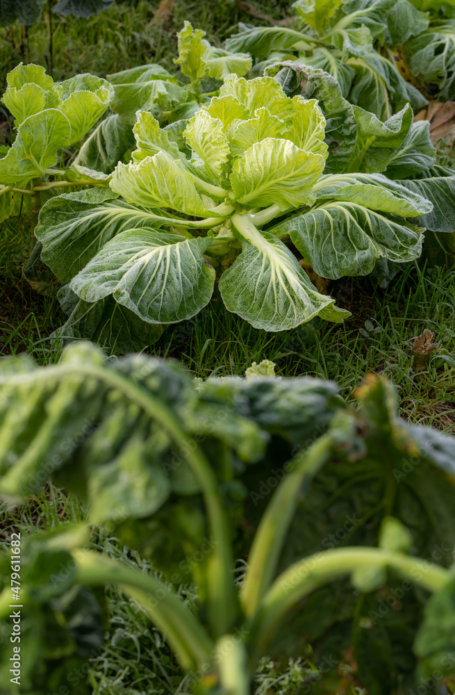 Organic Green Cabbage during a Freezing Winter Morning in Braga, Portugal. Organic Green Cabbage during a Freezing Winter Morning in Braga, Portugal.