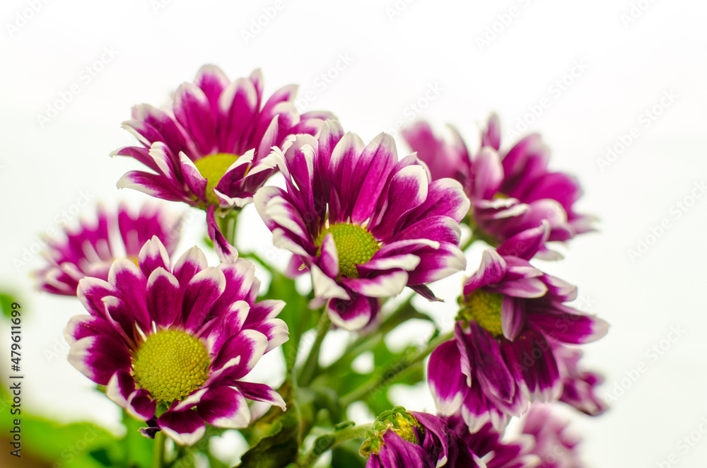 bouquet purple chrysanthemums on white background isolated