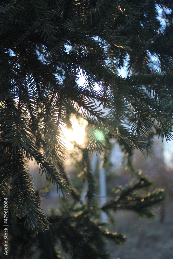 Obraz premium sunset in the forest