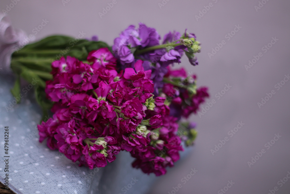 a bright armful of matthiolla on a pink background. Bright flowers. Purple