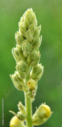 It blooms in the wild mullein (Verbascum)