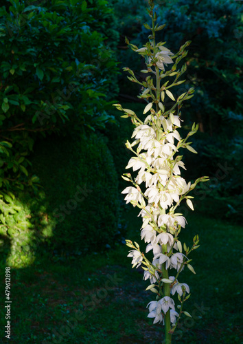 A lot of delicate white flowers Yucca filamentosa plant on sunlight. Beautiful big flowers known as Adam   s needle and thread  Spanish bayonet or needle-palm on dark green background in the garden.