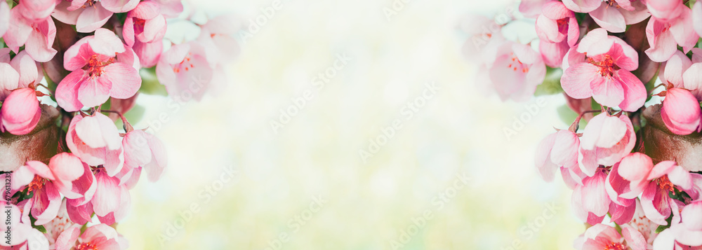 Spring banner, branches of blossoming red cherry with light bokeh background. Pink sakura flowers, copy space border banner.