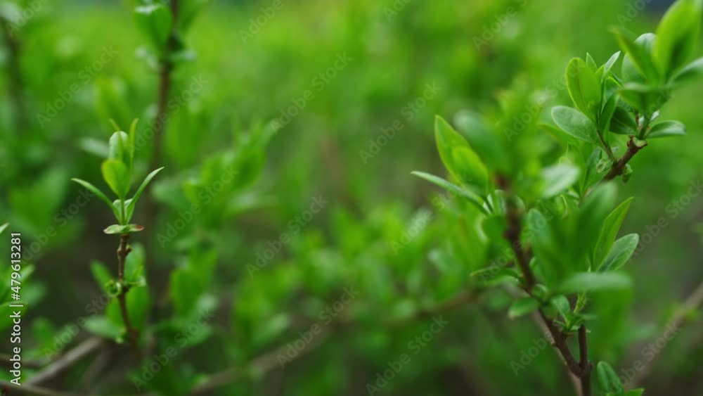 Green branches of bush growing in green spring forest. Relax atmosphere. Green branches of bush growing in green spring forest. Relax atmosphere.