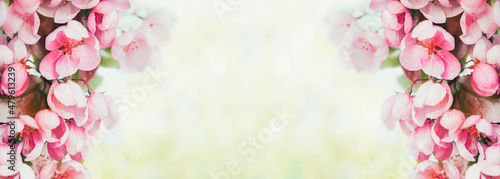 Spring banner  branches of blossoming red cherry with light bokeh background. Pink sakura flowers  copy space border banner.