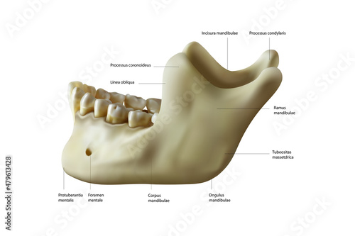 The structure of the human lower jaw on a white background. Vector illustration