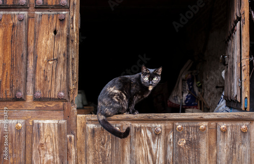 Cat over traditional wooden door of Cabezuela del Valle, Valle del Jerte, Caceres, Extremadura, Spain