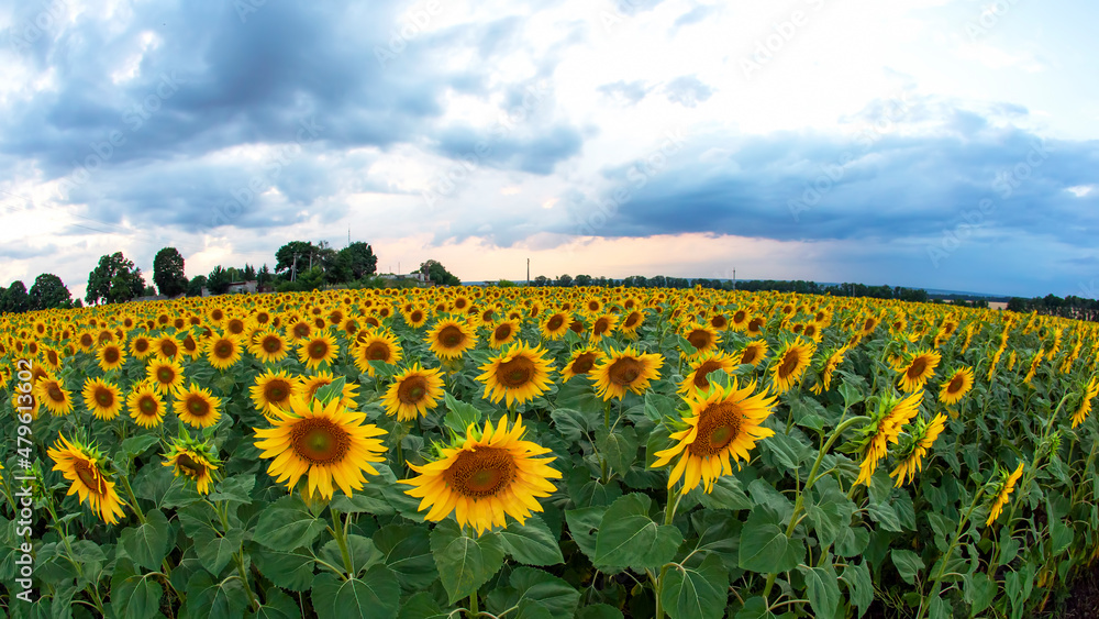 Obraz premium large field of blooming sunflowers against the backdrop of a sunny cloudy sky. Agronomy, agriculture