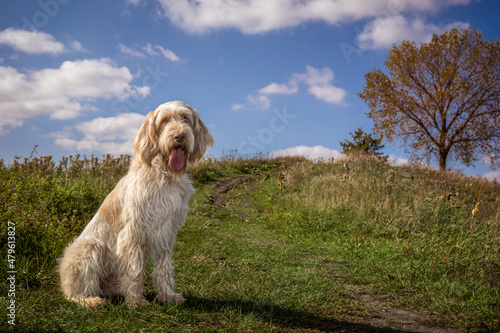 Italian Spinone dog sitting on hillside with beautiful sky and autumn colors.