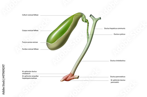 The structure of the gallbladder and bile ducts. Vector illustration