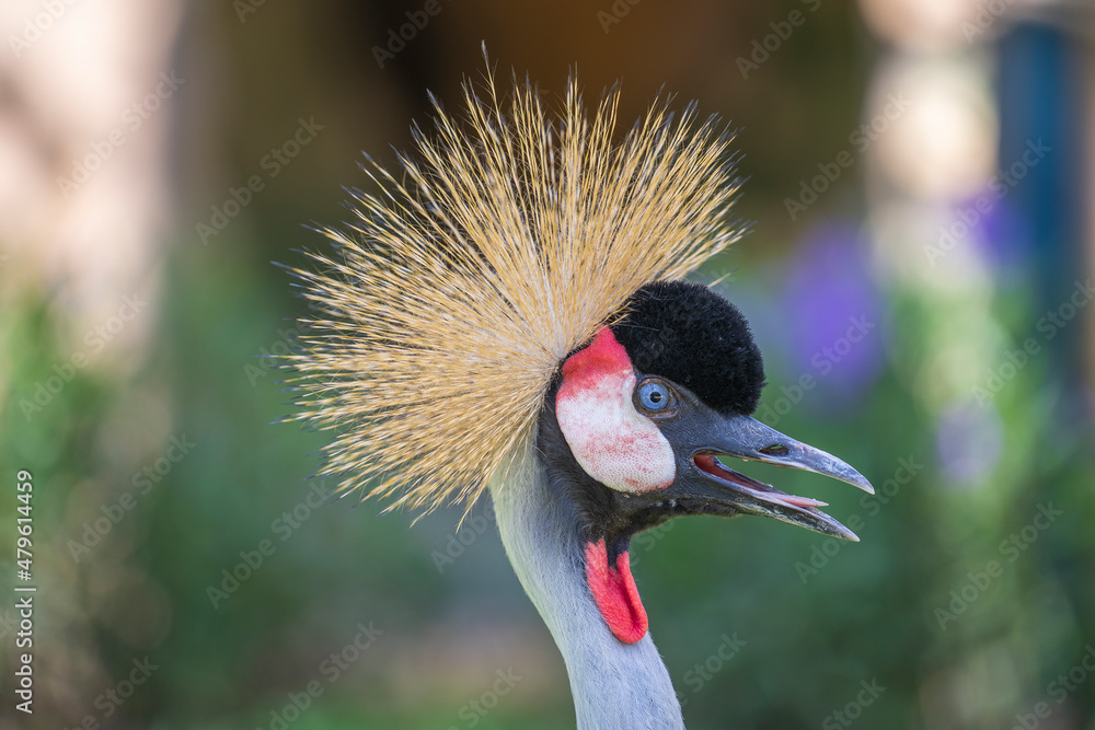 Fototapeta premium Portrait of Grey crowned crane or Balearica regulorum with its stiff golden feathers on head