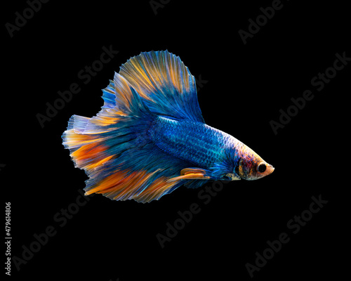 Colorful Betta, pla-kad (biting fish) Thai; Halfmoon blue and orange betta isolated on black background