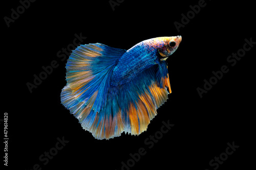 Colorful Betta, pla-kad (biting fish) Thai; Halfmoon blue and orange betta isolated on black background