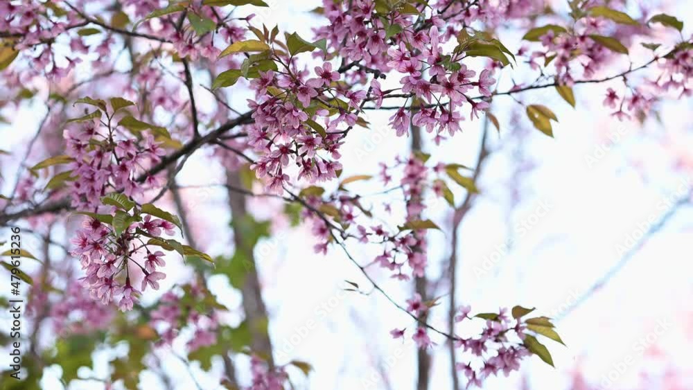 Close-up of blossoming pink Wild Himalayan cherry flowers (Thailand's sakura or Prunus cerasoides), known as Nang Phaya Sua Khrong in Thai at Phu Lom Lo mountain, Loei, Thailand Close-up of blossoming pink Wild Himalayan cherry flowers (Thailand's sakura or Prunus cerasoides), known as Nang Phaya Sua Khrong in Thai at Phu Lom Lo mountain, Loei, Thailand