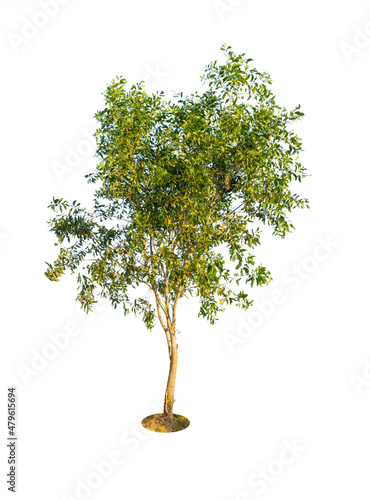 Earleaf Acacia tree photo