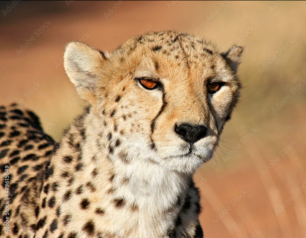 Portrait of a cheetah at Okonjima in Namibia Portrait of a cheetah at Okonjima in Namibia