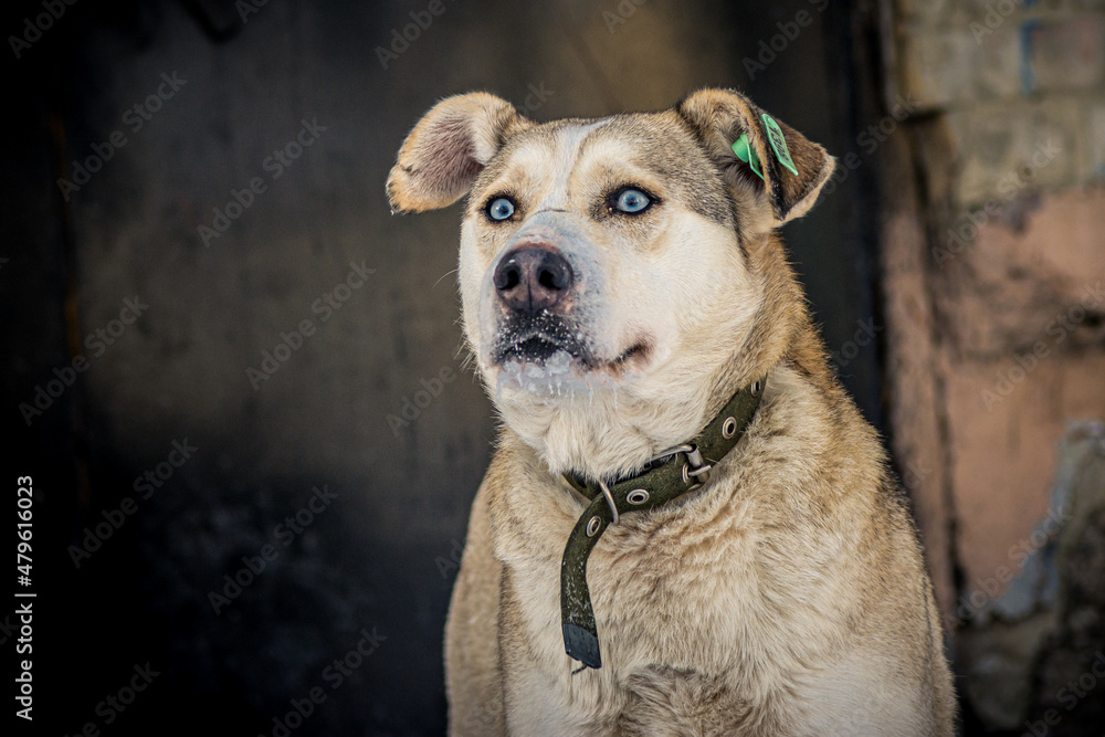 A stray, hungry dog asks for help and food, looks with betrayed intelligent eyes, close-up. Homeless animals.