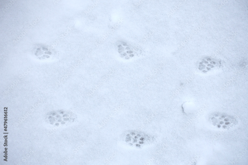 Pattes de chat dans la neige