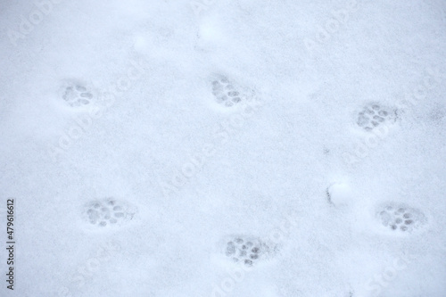 Pattes de chat dans la neige photo