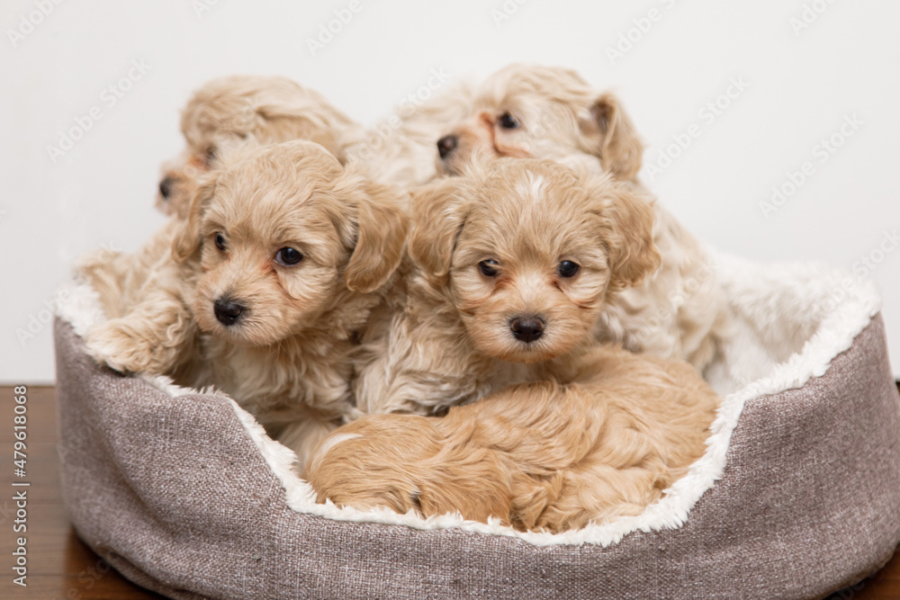 beautiful and cute puppies playing in a dog crib. Maltipu Puppies beautiful and cute puppies playing in a dog crib. Maltipu Puppies