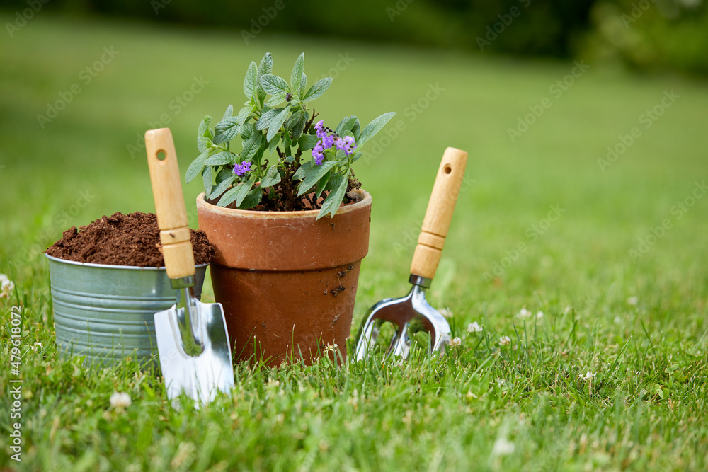 gardening tools and plants in the garden