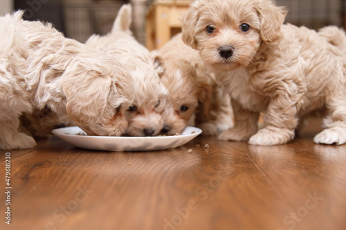 beautiful and cute puppies eat from a bowl . Maltipu puppies.