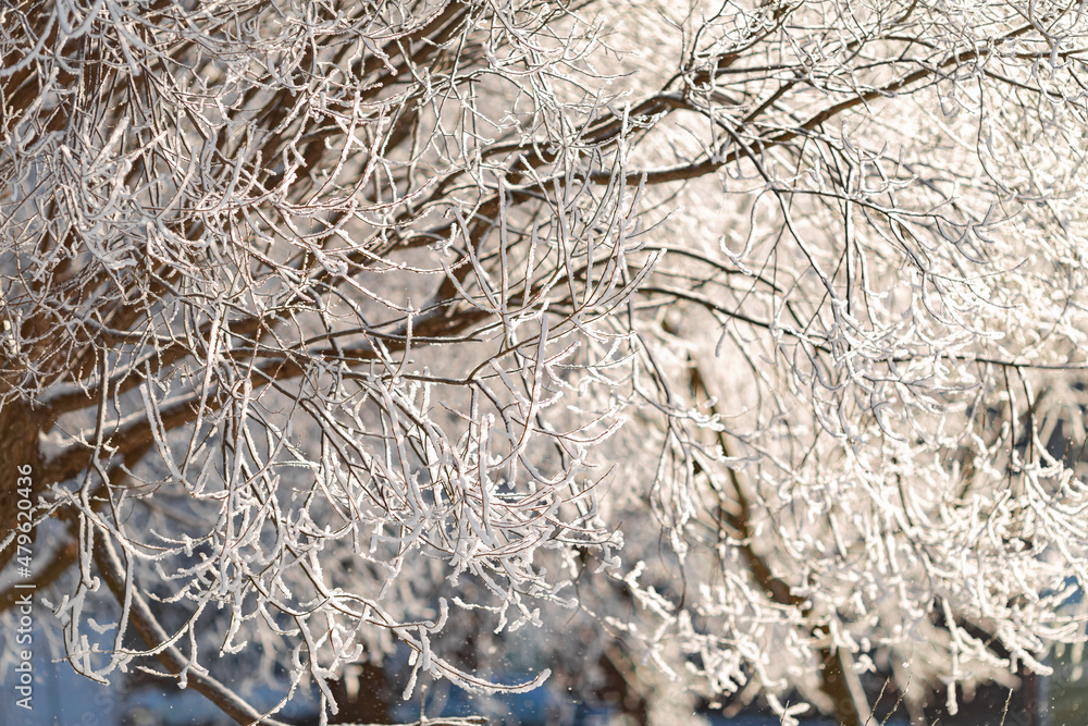 Frost on tree branches on a sunny winter day. Frost on tree branches on a sunny winter day.