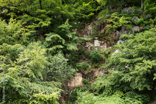 Mountain slope overgrown with plants